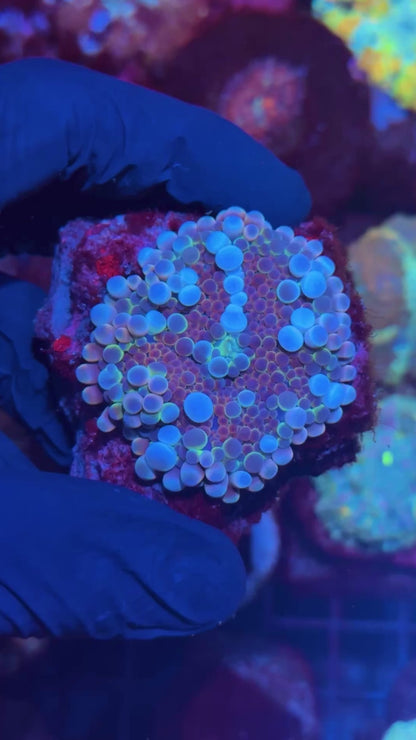 JEA Mega Man Bubble Yuma Mushroom Coral XL