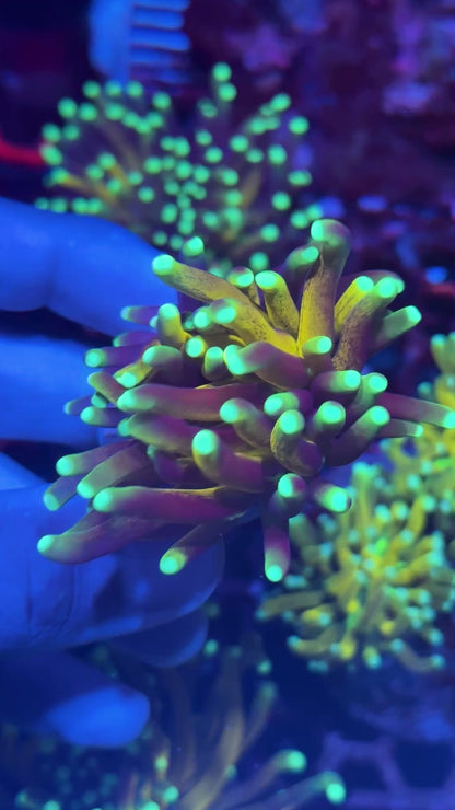 JEA Branching Tiger 2.0 XL Head Crazy Extension BRIGHT