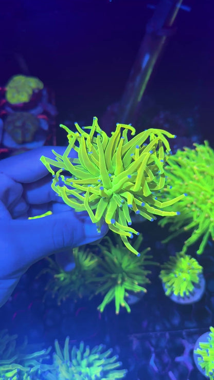 JEA Holy Grail Torch Coral 1 XL Head