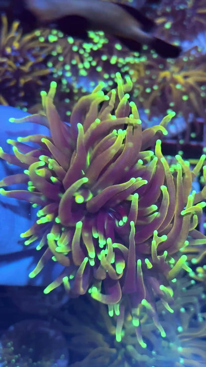 JEA 21 Tails Torch Coral 2 XL Heads AQUACULTURED