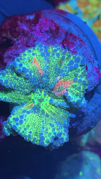 JEA Rainbow Explosion Bubble Yuma Mushroom Coral XXL Insane