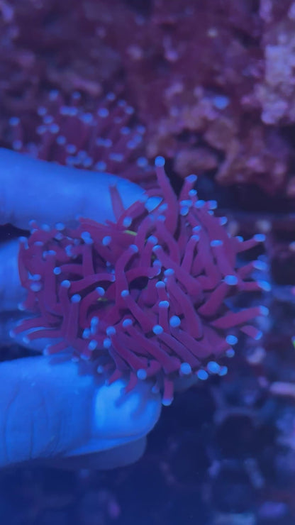 JEA Death Goddess Torch Coral 1 XL Head Splitting