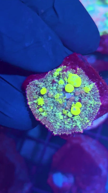 JEA Biohazard Bounce Mushroom Coral Insane