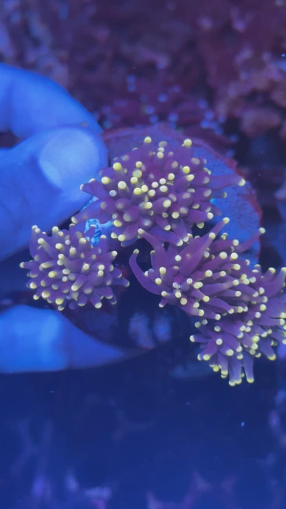 JEA Evil Peach Torch Coral Colony 4 XL Heads