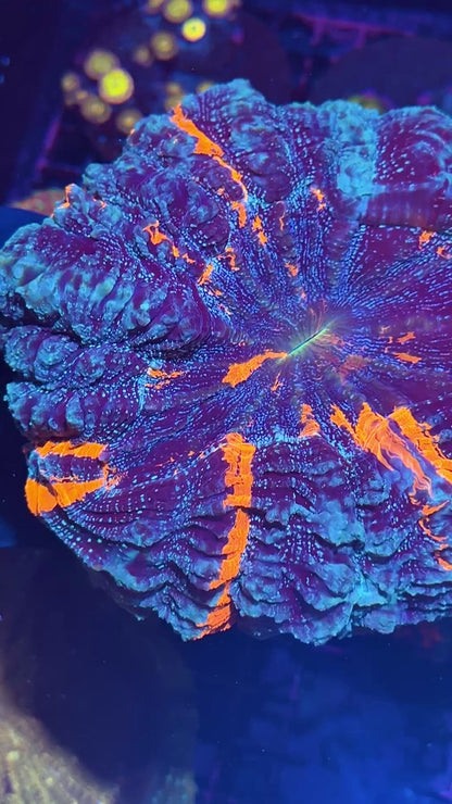 Blue Glitter Acanthophyllia Meat Coral XL