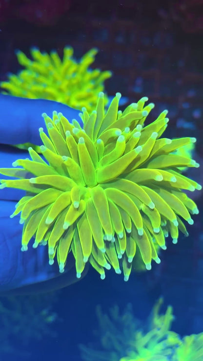 JEA Frost Bite Holy Grail Torch Coral 1 XL Head