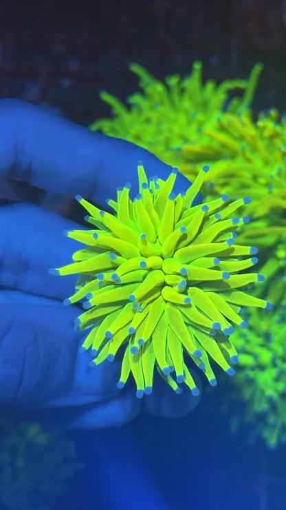 JEA Holy Grail Torch Coral 1 XL Head