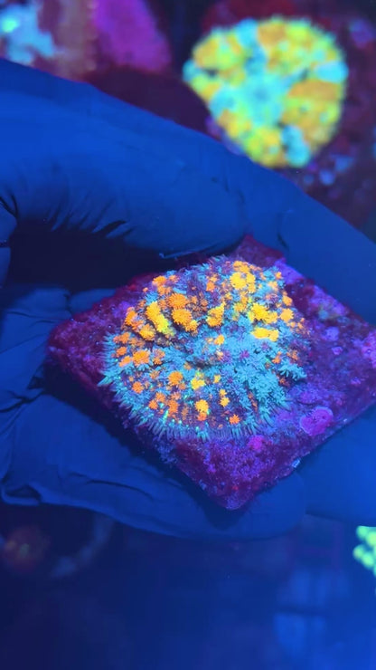 JEA Berserker Bounce Mushroom Coral XL