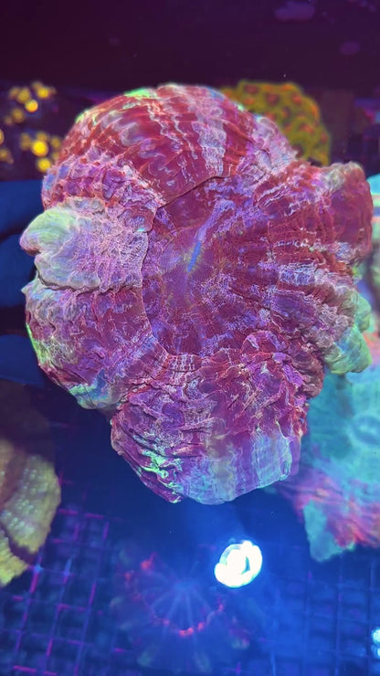 Insane Multicolor Acanthophyllia Meat Coral XXL