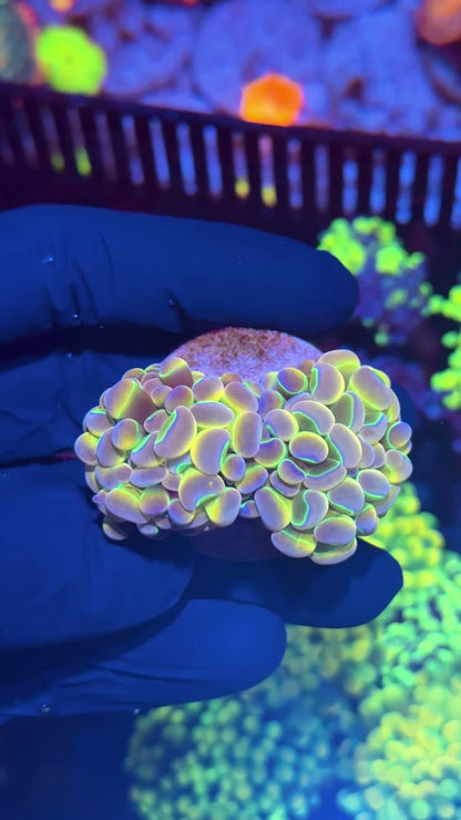 KDR Rainbow Hammer Coral 2 Heads XL