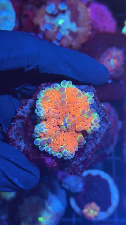 JEA Rainbow Gumdrop Bubble Yuma Mushroom Coral