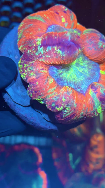Rainbow Trachyphyllia Meat Coral XL