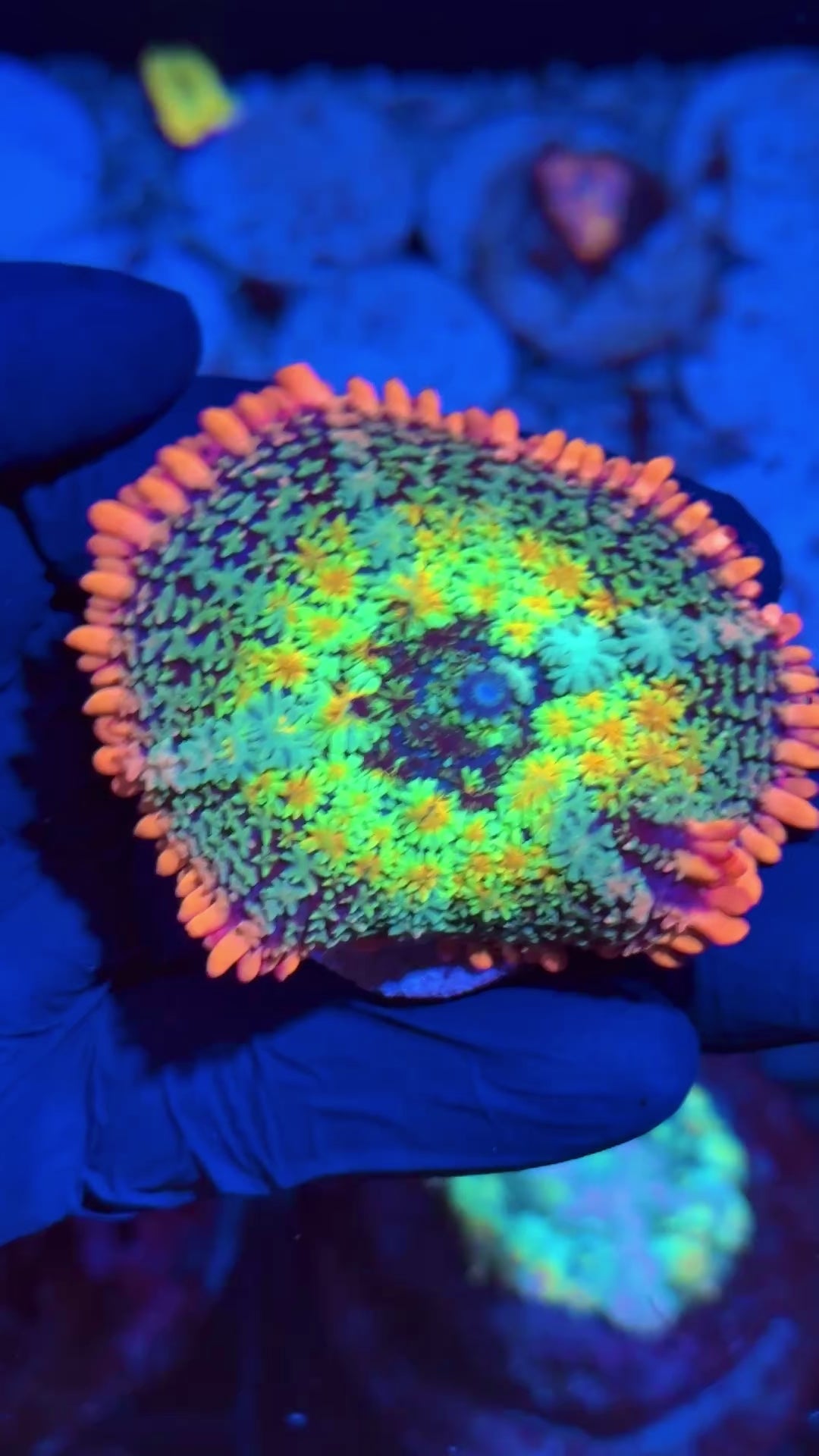 JEA Rainbow Frankenstein Mushroom Coral XXL 3” – JEA Coral Auctions